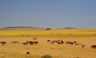 218 Namibia Okt 2006 Garub Wildpferde.JPG